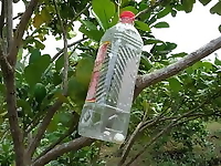 Bịch băng phiến, long não xua đuổi côn trùng, kiến gián, ruồi vàng - khử mùi ẩm môc (20 viên/bịch)